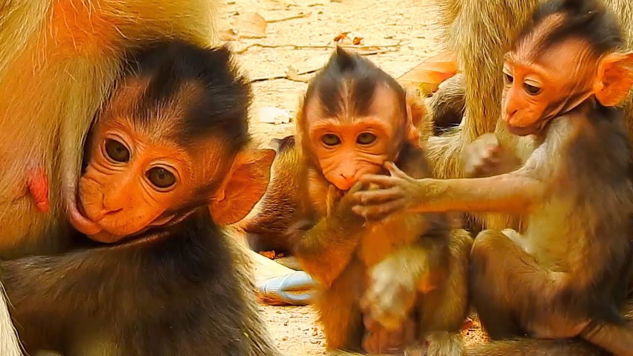 Poor little Vegan monkey and cute baby monkey trying to run and play together happily