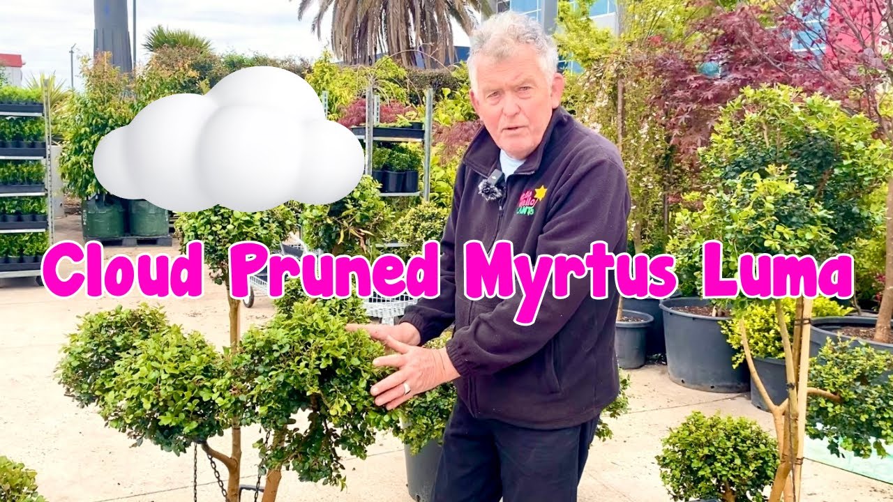 The Cloud Pruned Myrtus Luma is the Most Beautiful Thing I've Ever Seen