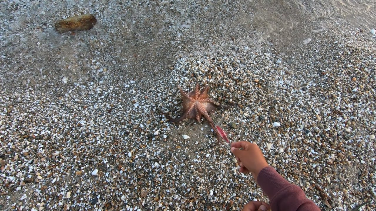 Pescuit la caracatita,Fishing octopusThassos, Grece