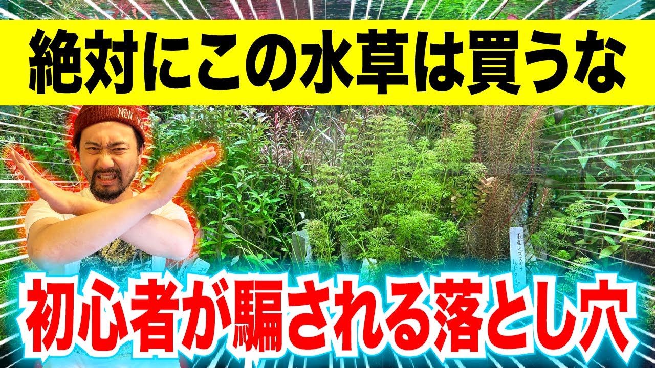 【水草SALE中】プロがオススメする失敗しない水草の選び方〜アクアリウムin地球72
