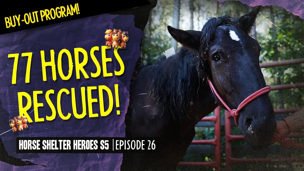 Horse Shelter Heroes S5E26 - 77 Horses Rescued!