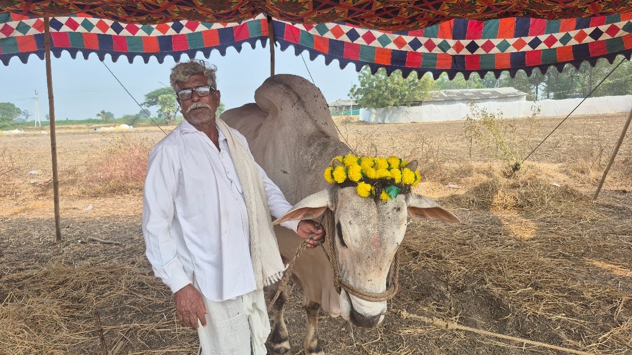 గోపాలం బ్రహ్మయ్య గారు పల్నాడు జిల్లా నాదెండ్ల ఒంగోలు Jnior Bulls