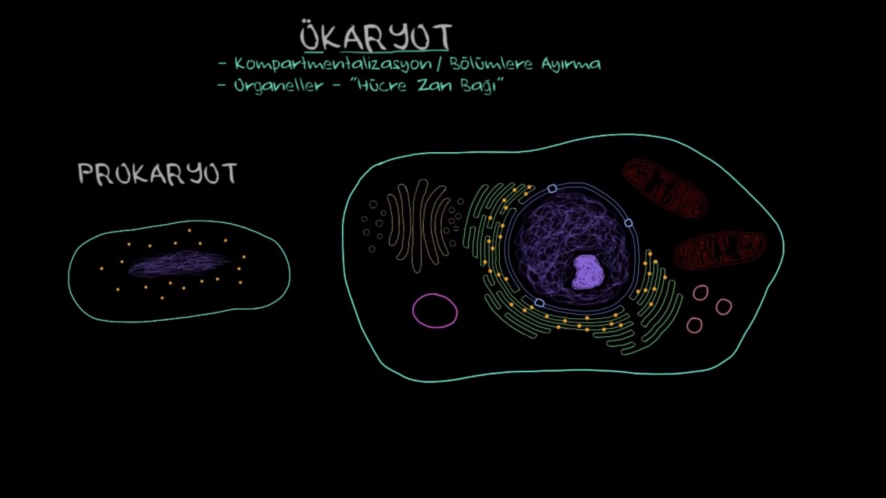 Ökaryot Hücrelerin Özellikleri (Biyoloji)