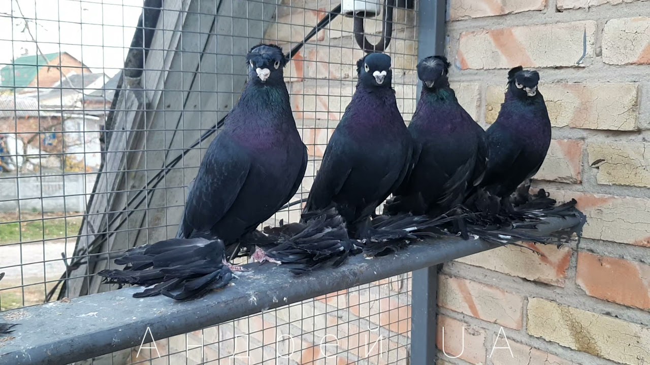 Голуби Узбекские Двухчубые Жуки