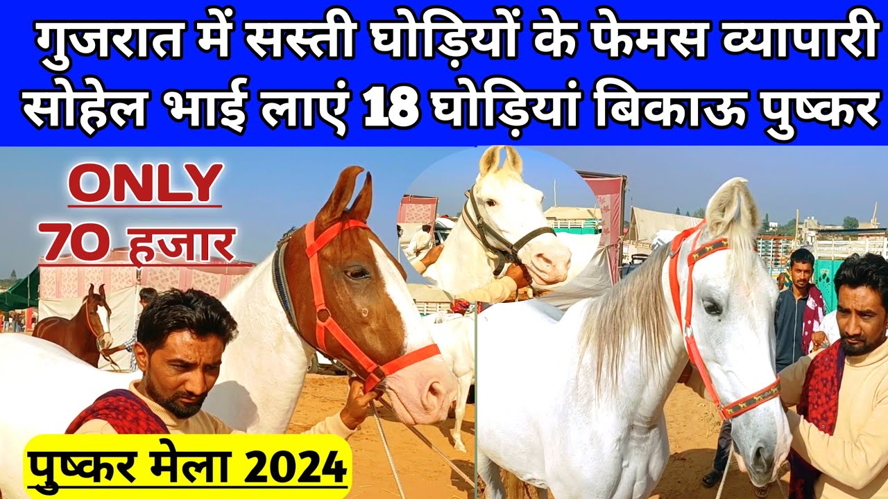 सस्ती घोड़ियों के फेमस व्यापारी सोहेल भाई लाएं कम दाम में 18 घोड़ियां बिकाऊ।Pushkar horse Mela 2024।