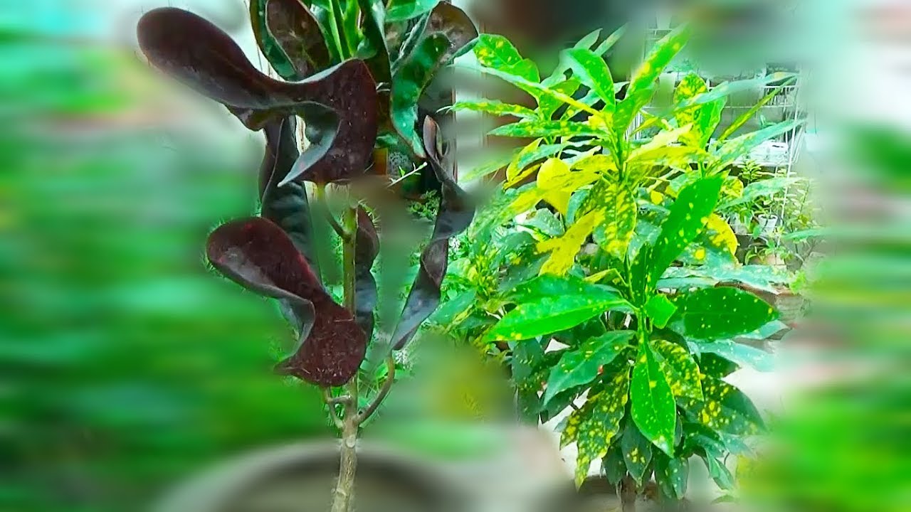Croton Plant Repotting, Care Tips & Cuttings Kaise Grow Karen?