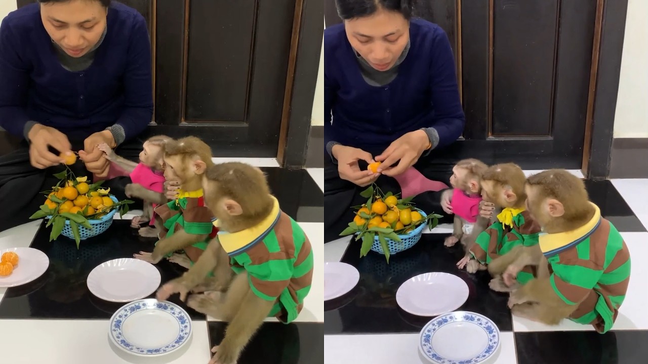 Baby Monkeys Excited for Fresh Tangerines 🍊🐵 | Cutest Fruit Feast Ever!