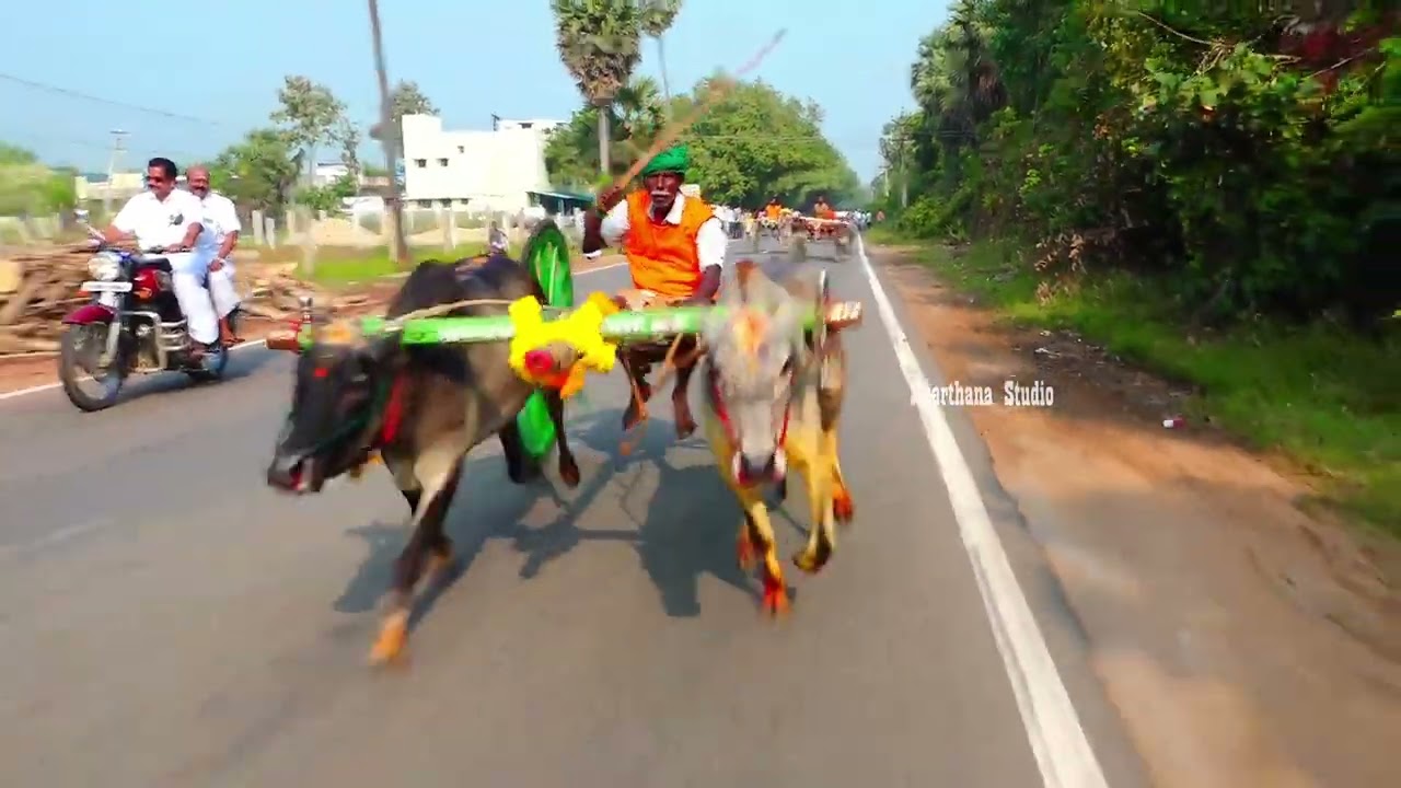 திருக்கடையூர் சின்ன மாடு பந்தயம் பிரிவு-1 17.01.2026