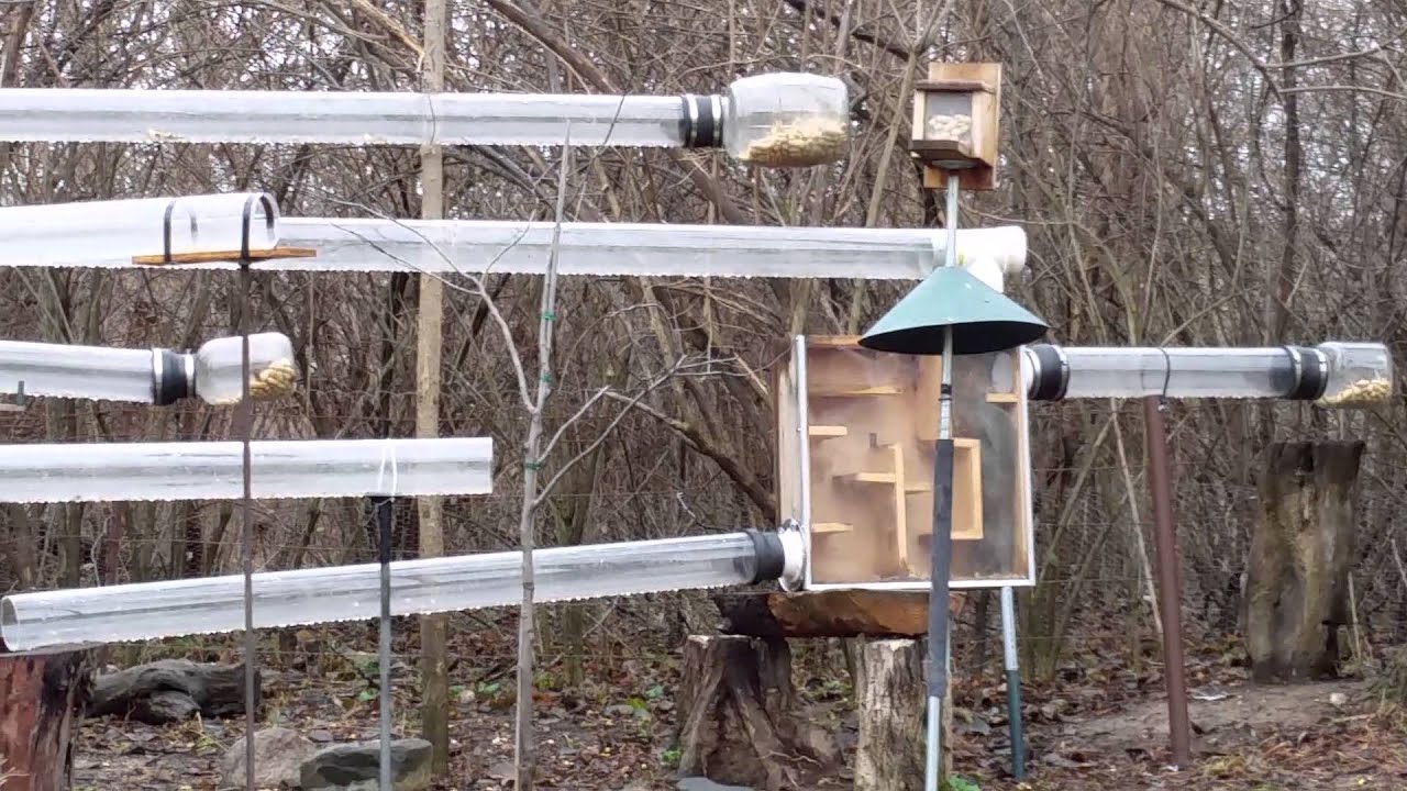 Squirrel Tube Maze
