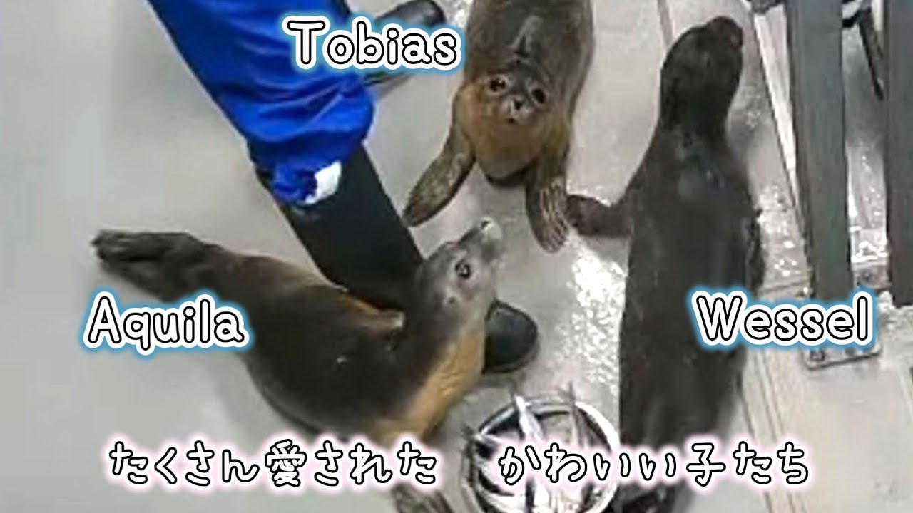 元気いっぱいだったかわいい日々と成長をぎゅっとつめました【アザラシ幼稚園】