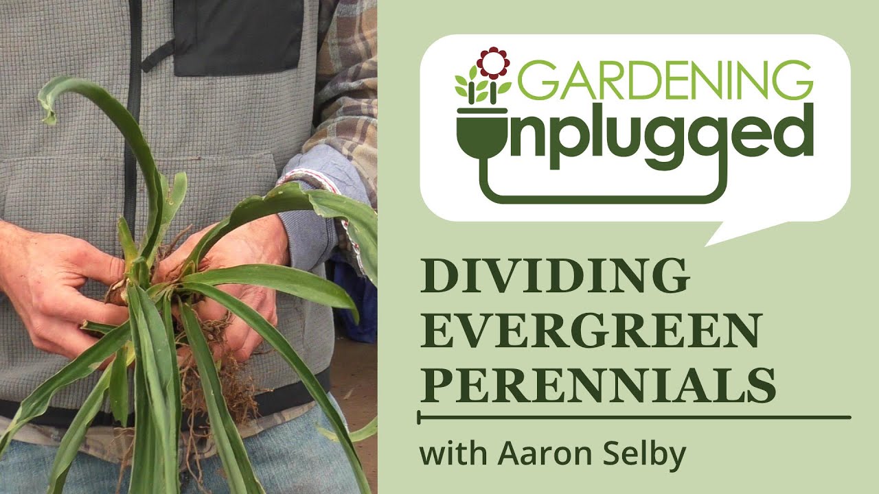 Gardening Unplugged - Dividing evergreen perennials with Aaron Selby