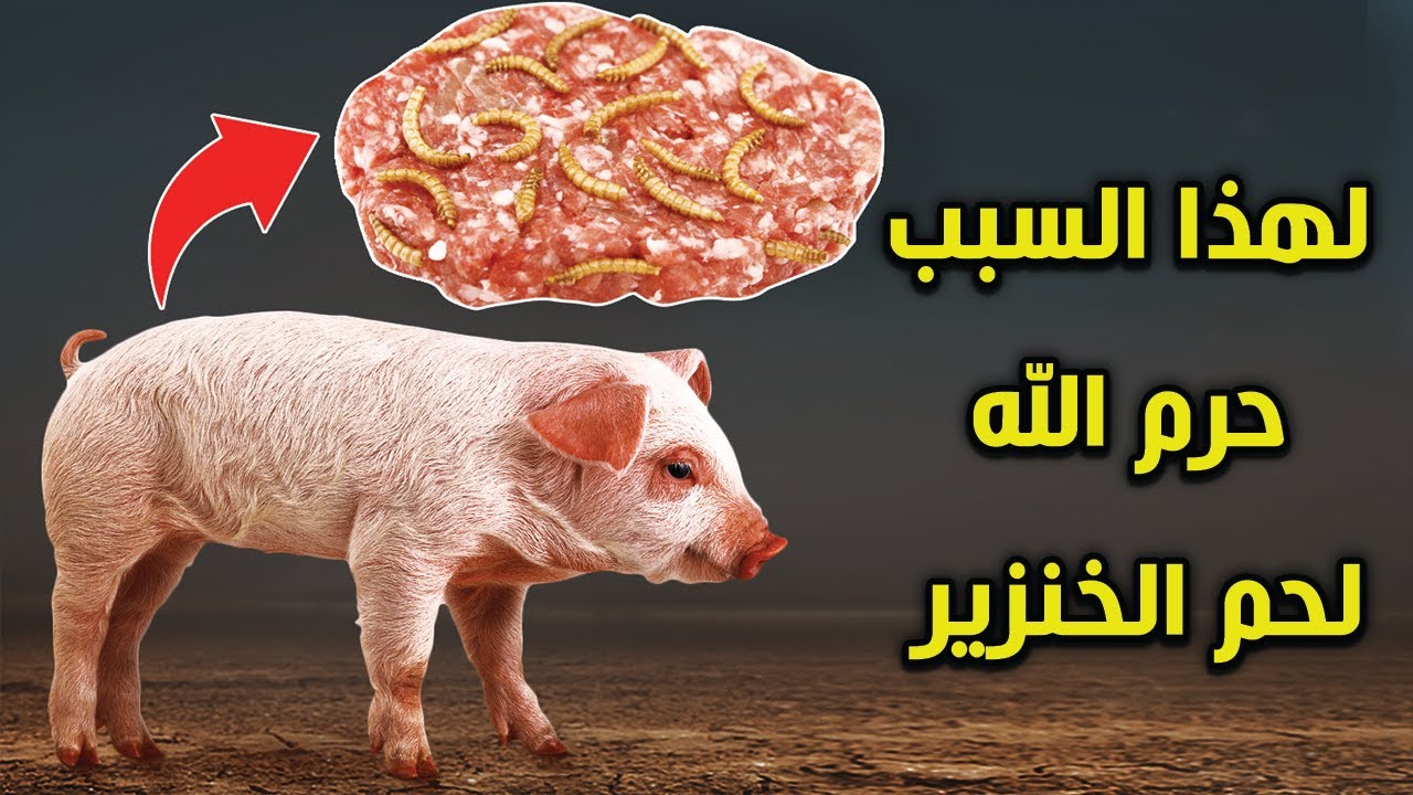 لماذا حرم الله على الإنسان اكل لحم الخنزير؟ وما هي الحكمة من خلق الخنزير؟ إجابة ستصدمك
