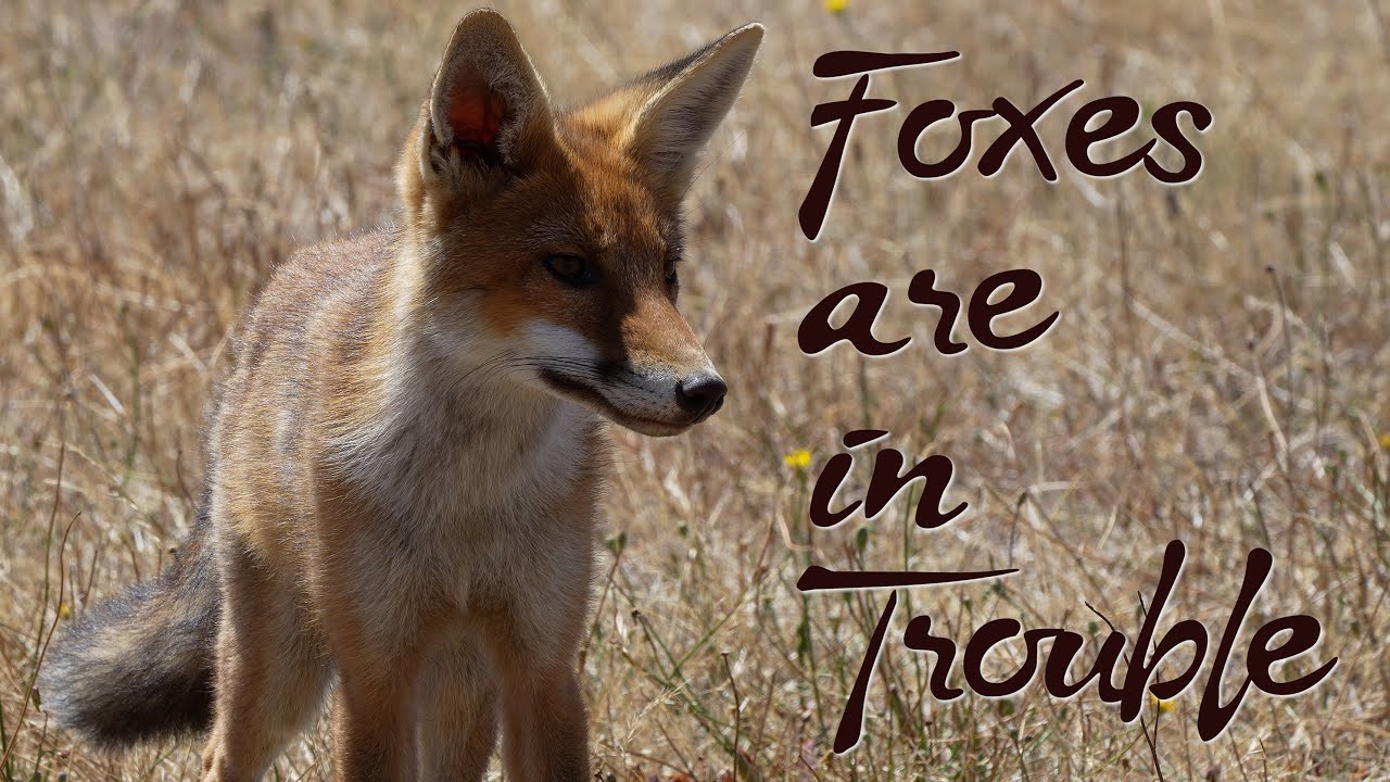 Foxes are in Trouble