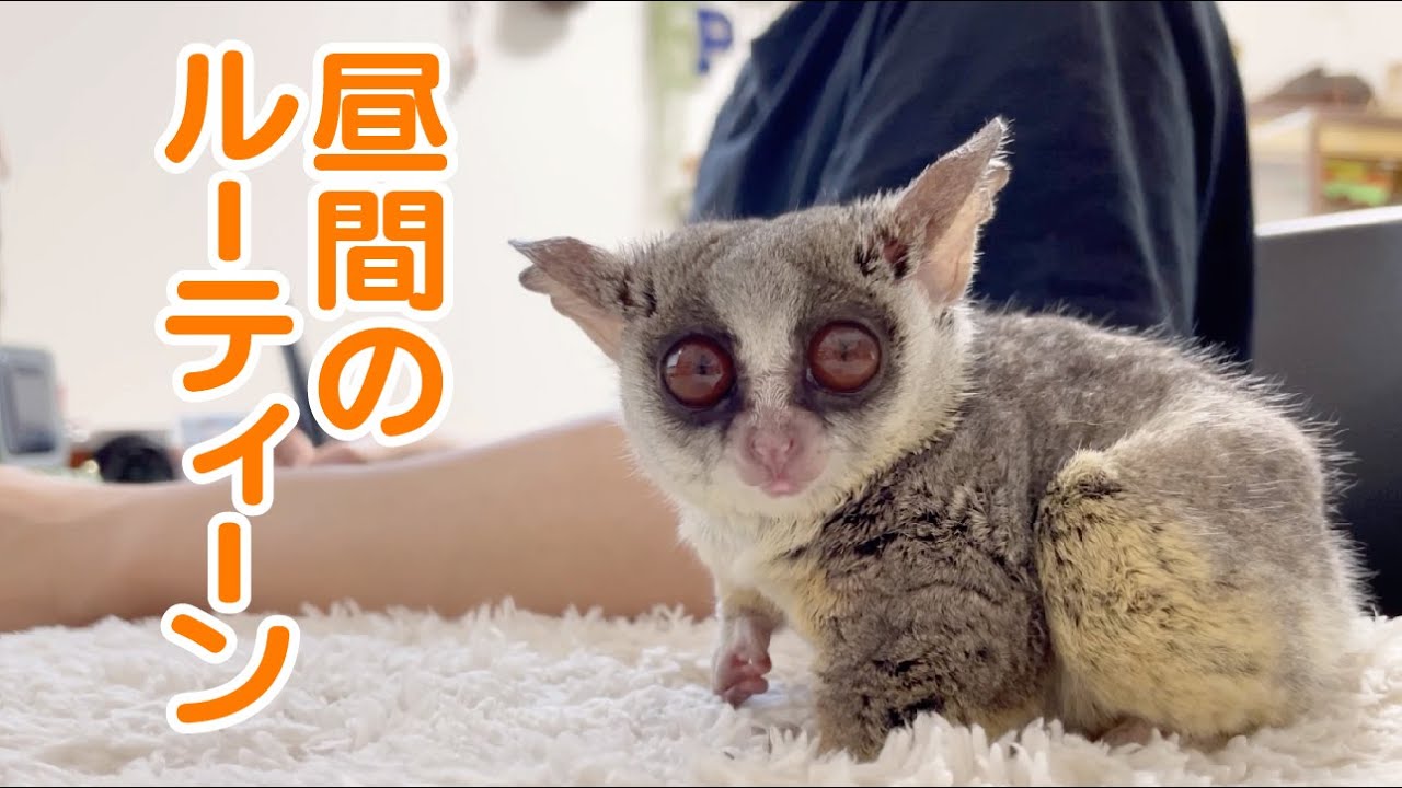 日中の過ごし方 / Datime Routine! Pizzatoru the Bushbaby / ショウガラゴのピザトル