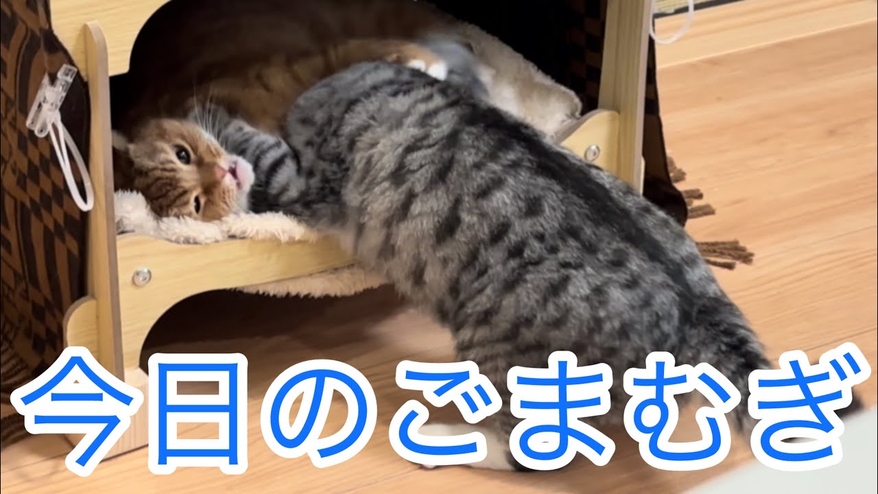 今日のごまむぎ🐱