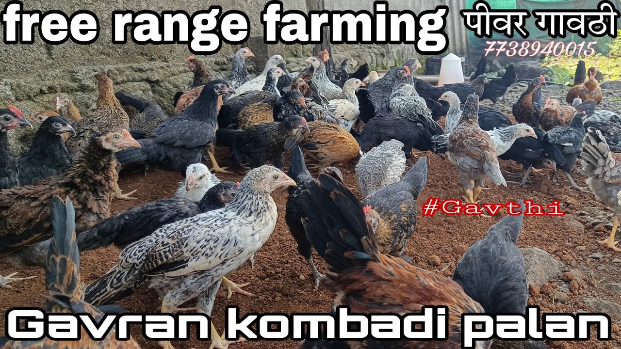 Free range farming / gavran kombadi palan #viral #poultry #farming #viralvideo #youtubevideo 