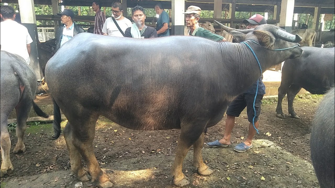 UPDATE HARGA KERBAU BETINA BAJIR SUPER BABON ISTIMEWA