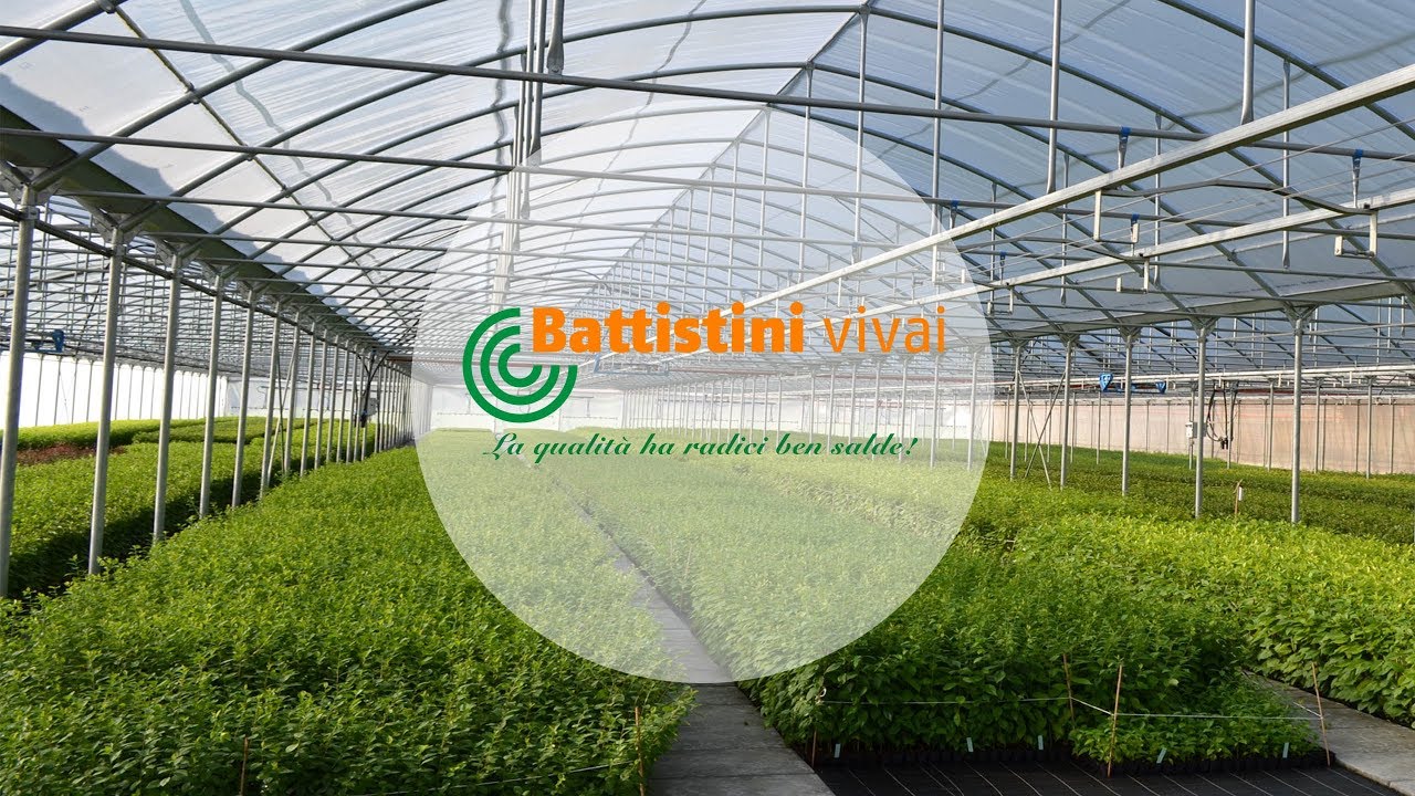Battistini vivai - La nostra produzione