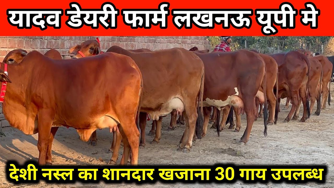 😱👌यादव डेयरी फार्म पर सुन्दर व दुधारू गाय का शानदार खजाना उपलब्ध || yadav dairy farm lucknow #cow 