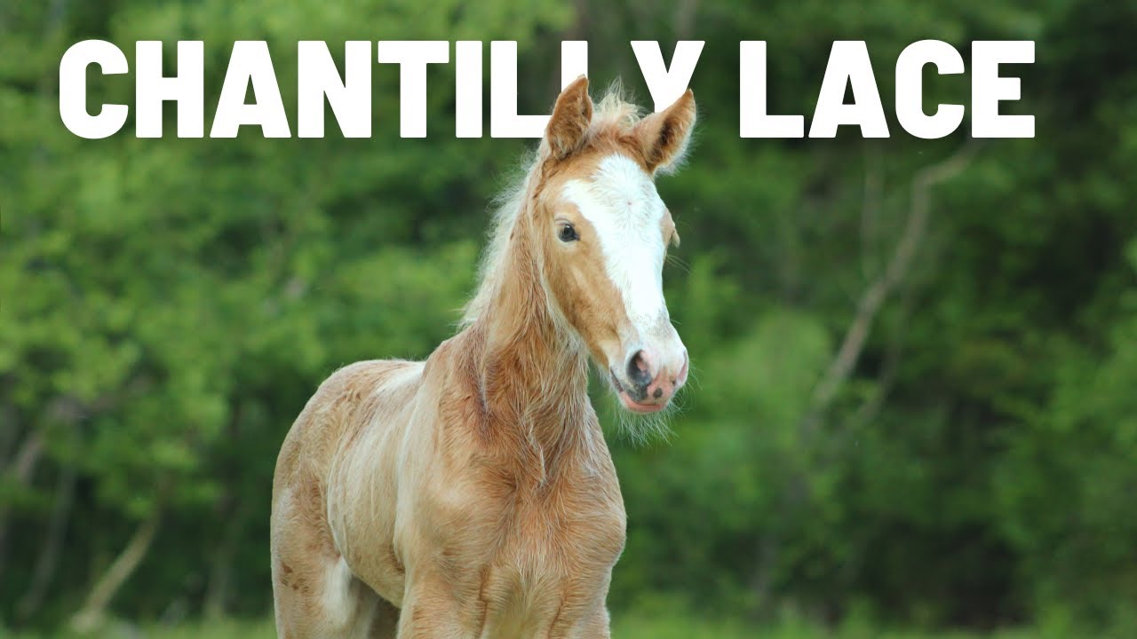 Our FOREVER Foal Is Born🫶