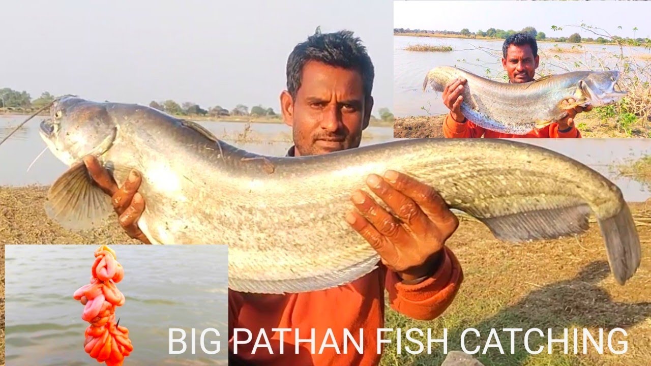 AMAZING BIG SIZE | WALLAGO ATTU PATHAN FISH CATCHES | BIG MONSTER FISH | FISHING VIDEOS