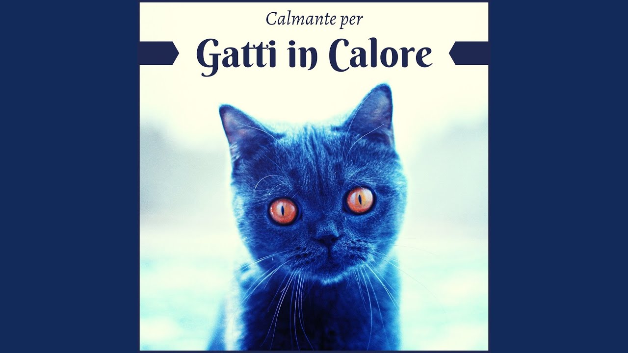 Calmante per gatti in calore