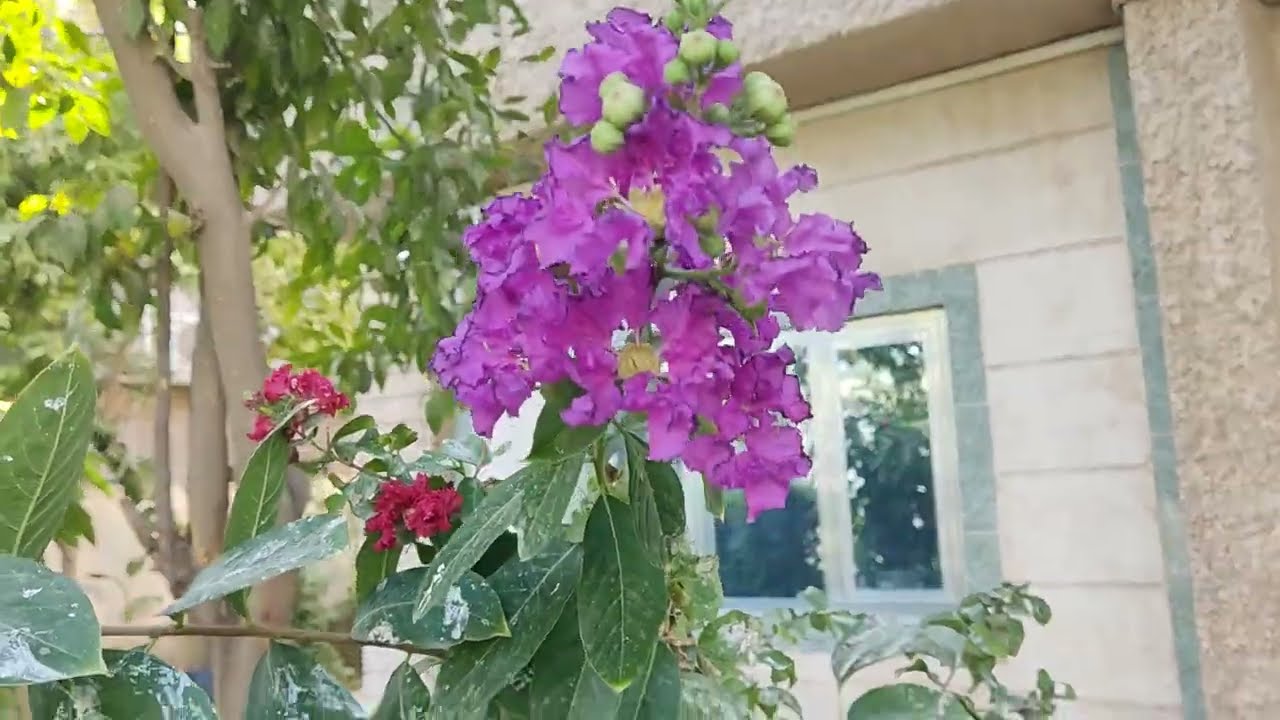 جولة زراعية في حديقة الاستاذ اياد ابو نور
