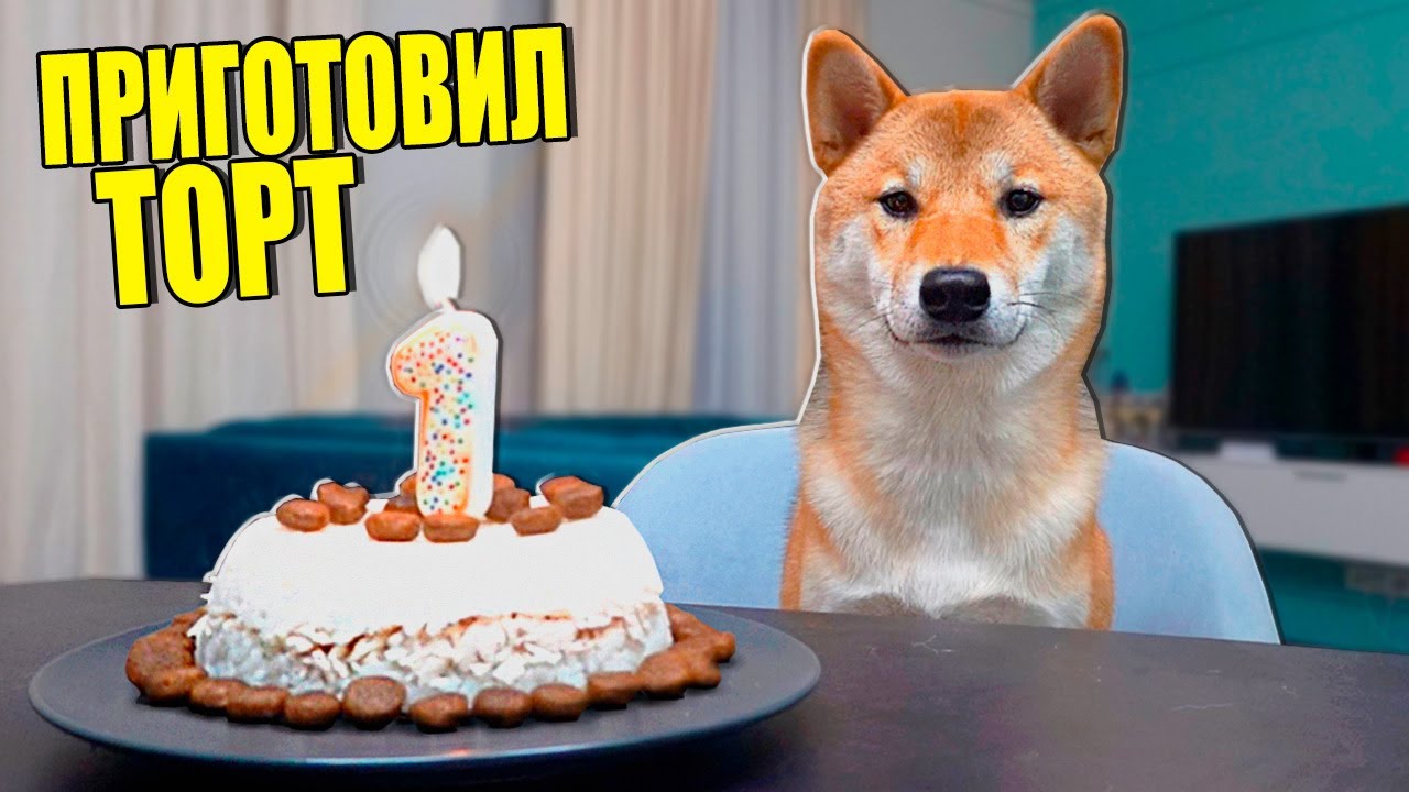 ВПЕРВЫЕ ПРИГОТОВИЛ ТОРТ МОЕЙ СОБАКЕ!