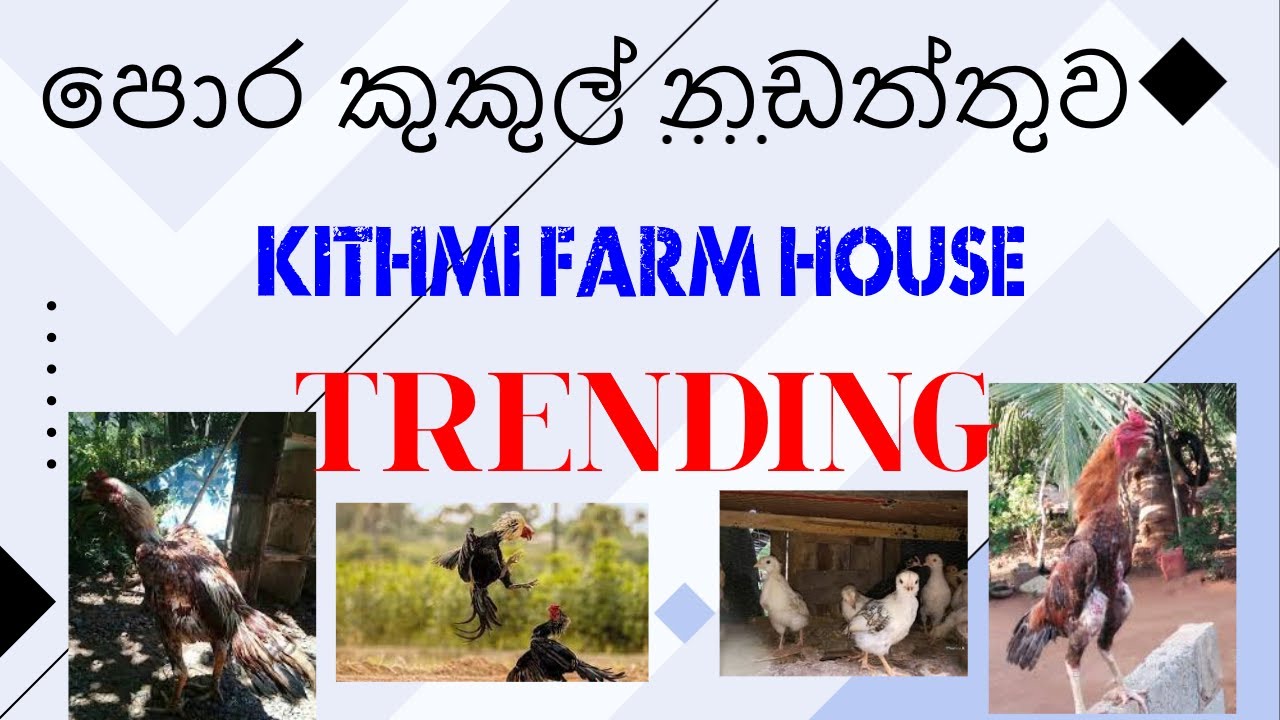 පොර කුකුල් නඩත්තුව|KITHMI  FARM HOUSE DIYABEDUMA