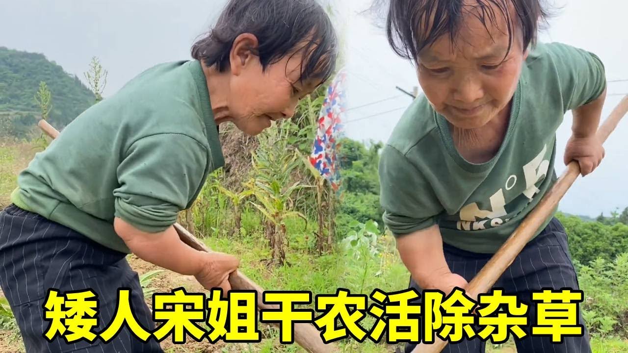 矮人宋姐今天干农活，今天要除草了，地里的野草都要除！#农村生活#袖珍人