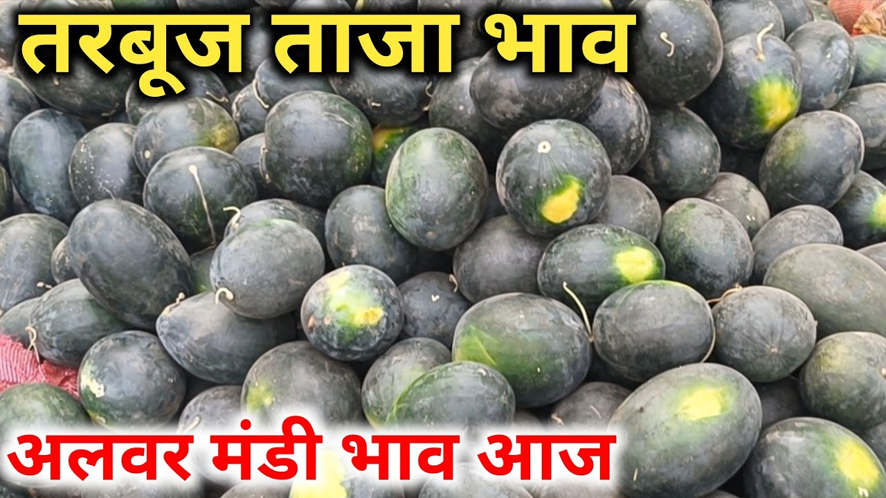 Tarbuj भाव आज अलवर तरबूज मंडी /Watermelon Rate Today Alwar /Watermelon farming in india