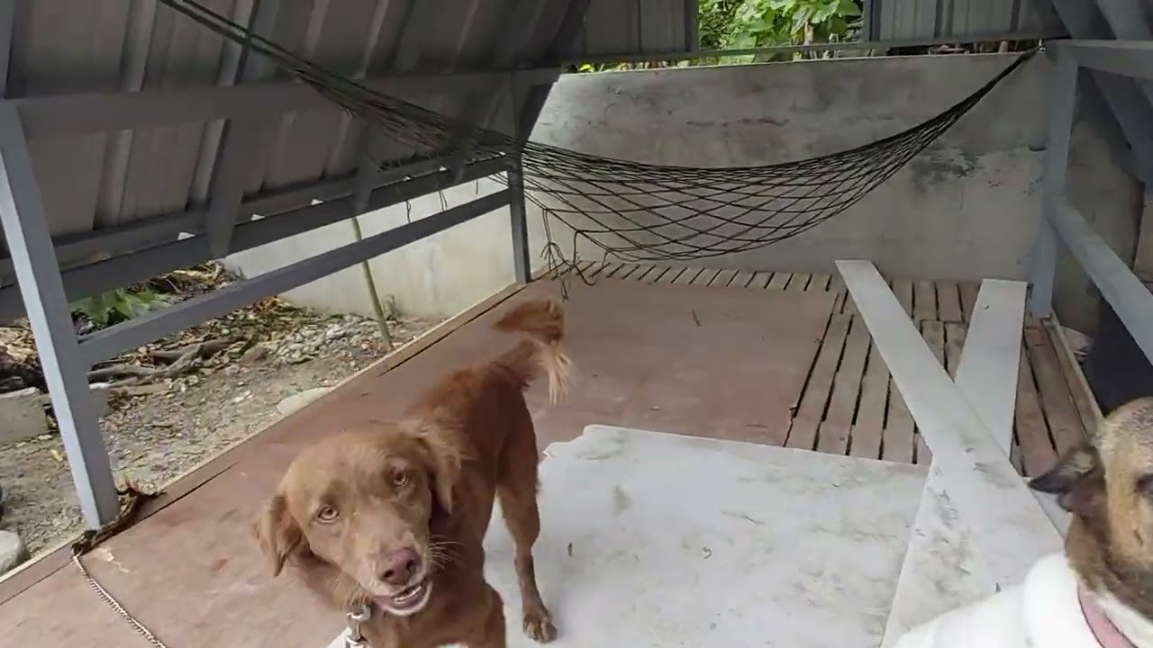 buto para sa asong makulit na nakatali 🐕🦮🐕‍🦺