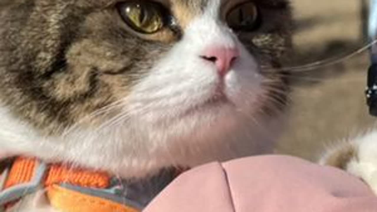 当我带小猫回家过年#带猫回家 #回家过年 #猫咪日常 #小猫治愈一切  @海尔官方旗舰店 #海尔三翼鸟顺风顺水顺新年