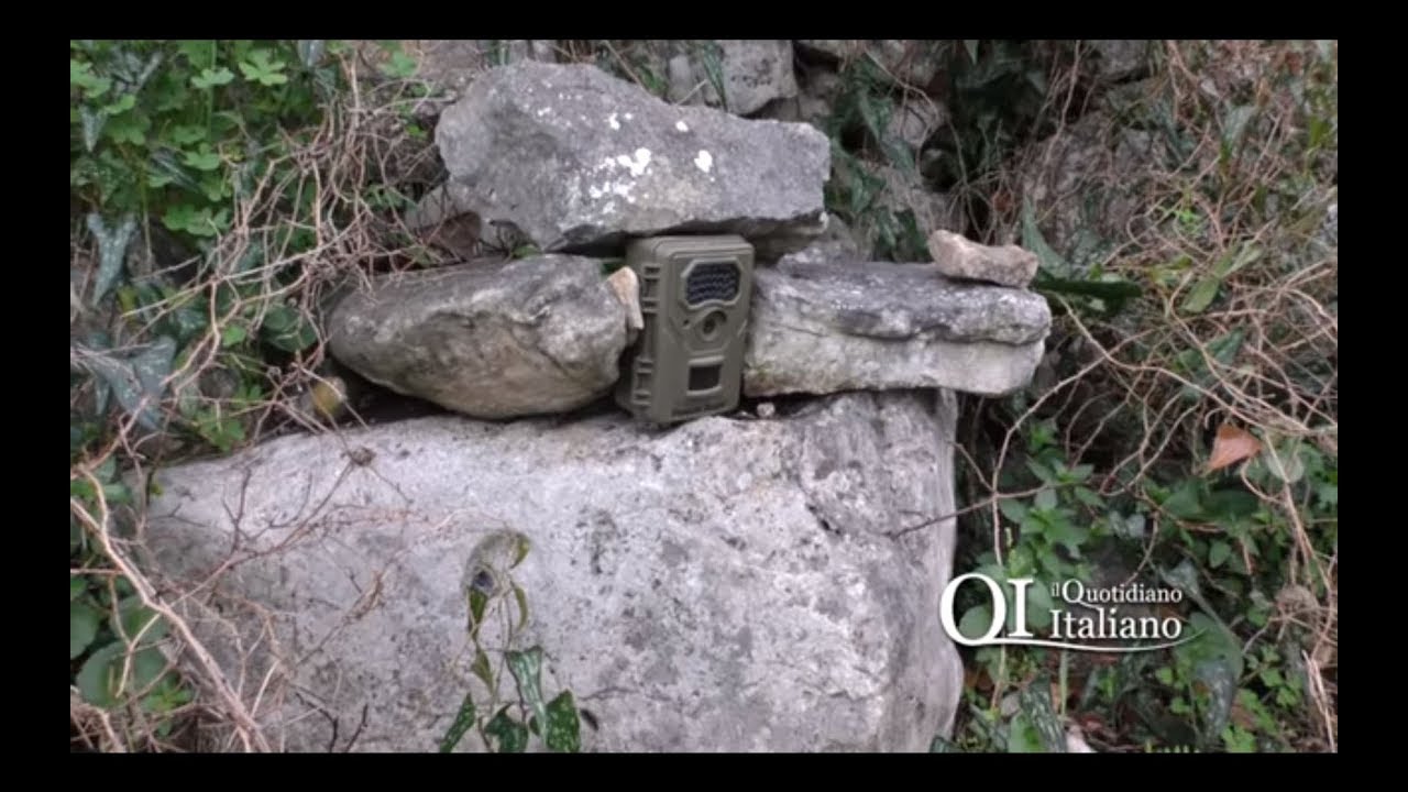 A caccia di cinghiali e bracconieri nel parco degradato di Lama Balice