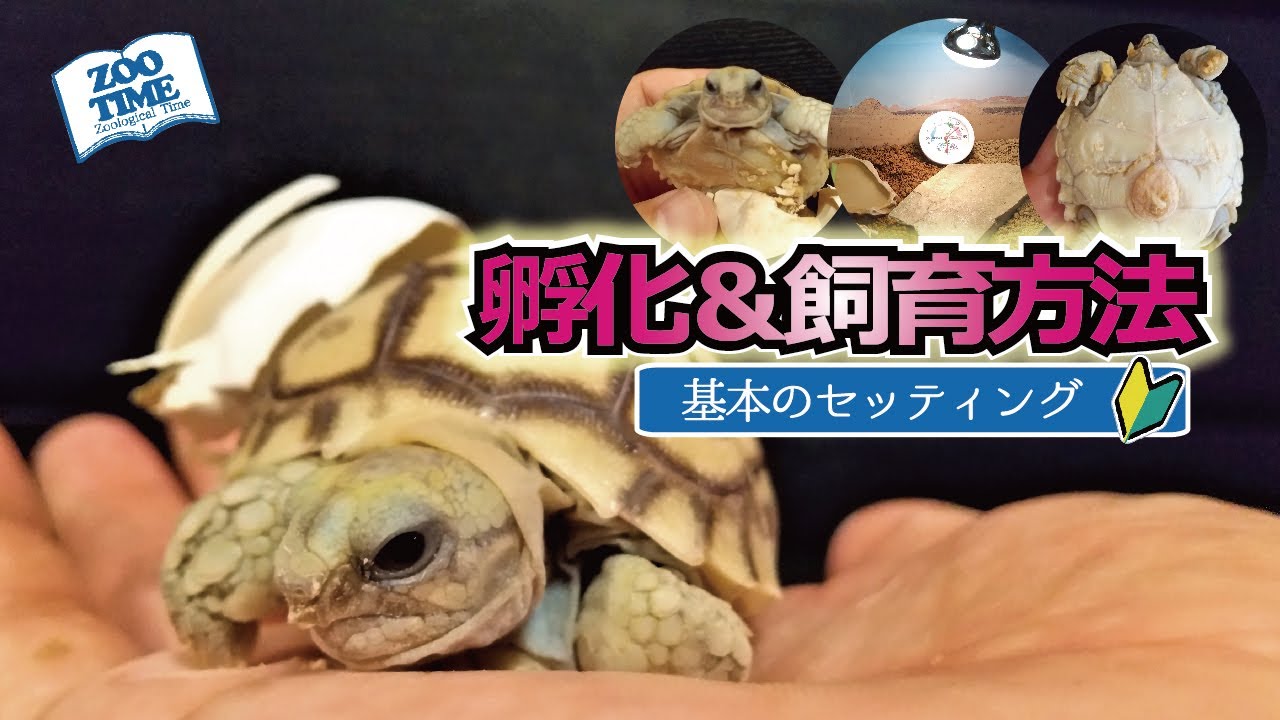 ★【ケヅメリクガメ孵化】＆【飼育環境を飼育技師が解説】幼体をお迎えした場合のはじめの基本セッティングはこれでOK  @ZOOTIMEch