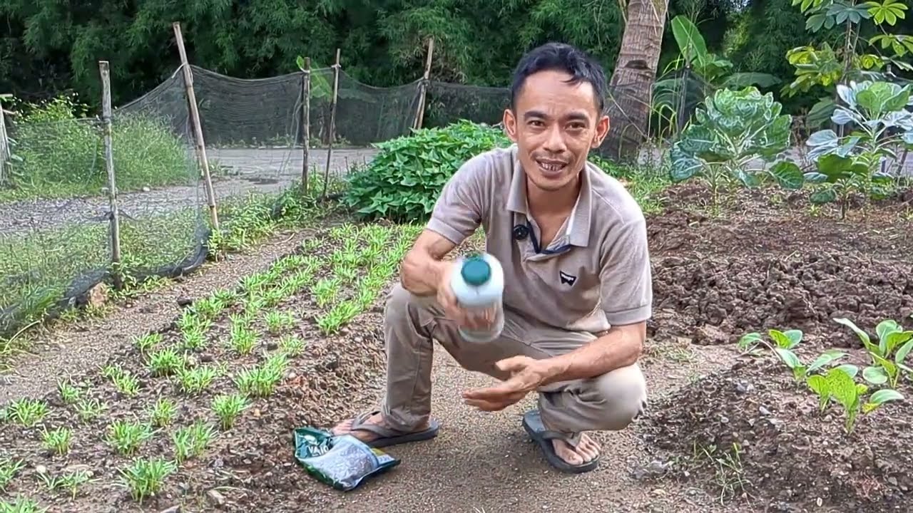 Tanam kangkung di halaman rumah
