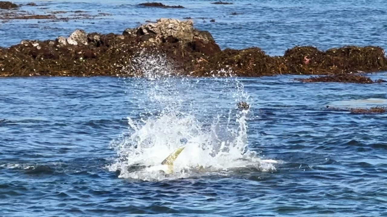 Surface Eats in Rock Pools! (A Quick Walk Goes Crazy)