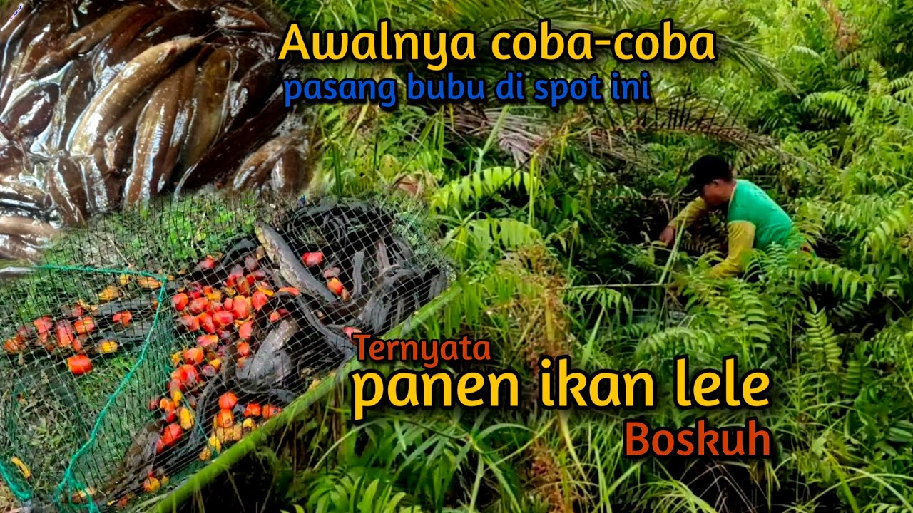 SUKAR DIPERCAYA‼️Pasang bubu lele lembat di rawa Pakisan air hitam