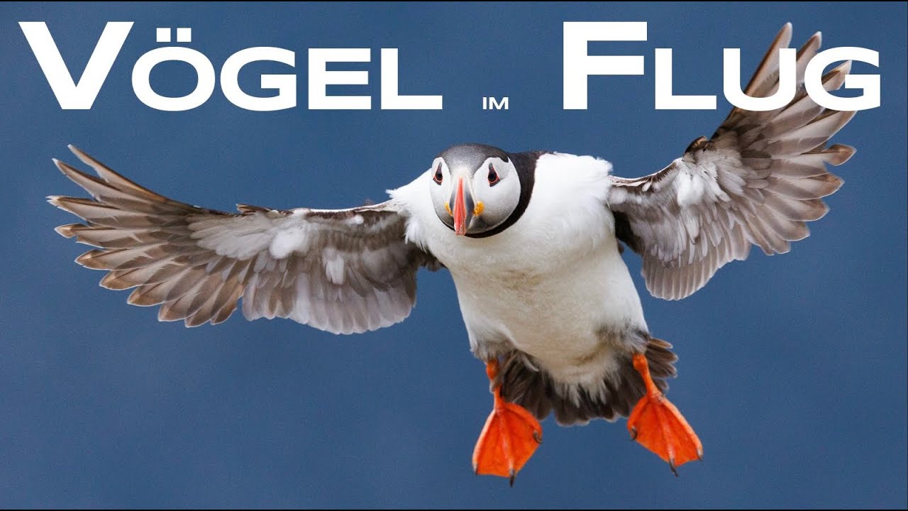 Anleitung Vögel im Flug fotografieren - Naturfotografie mit @gelikaba