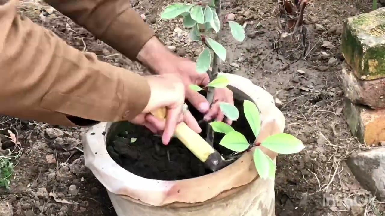 Yard fixing and planting the plants parts _1