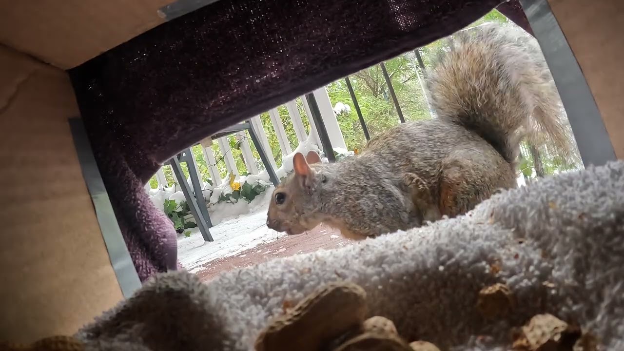 Squirrel Fights, wait for it ! (Ray's Idea!)