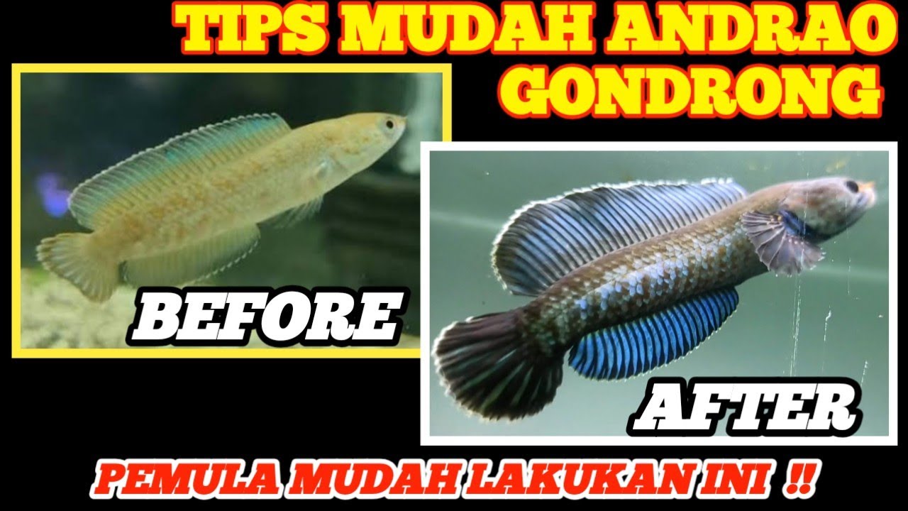 JADI GONDRONG‼️INI TIPSNYA RAWAT ANDRAO DARI BABY‼️