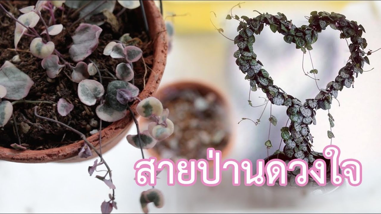 String of Hearts - Ceropegia Woodii