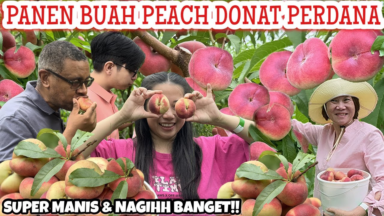 PANEN BUAH LANGKA PEACH DONAT| RASANYA BIKIN NAGIH BANGET KITA SEMUA MAKAN AMPE KEMBUNG 😆