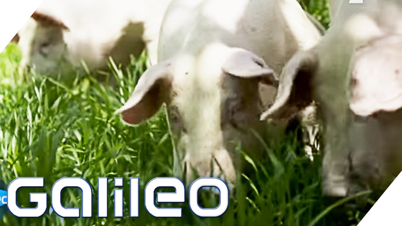Speck-Erlebniswelt aus Südtirol | Galileo |