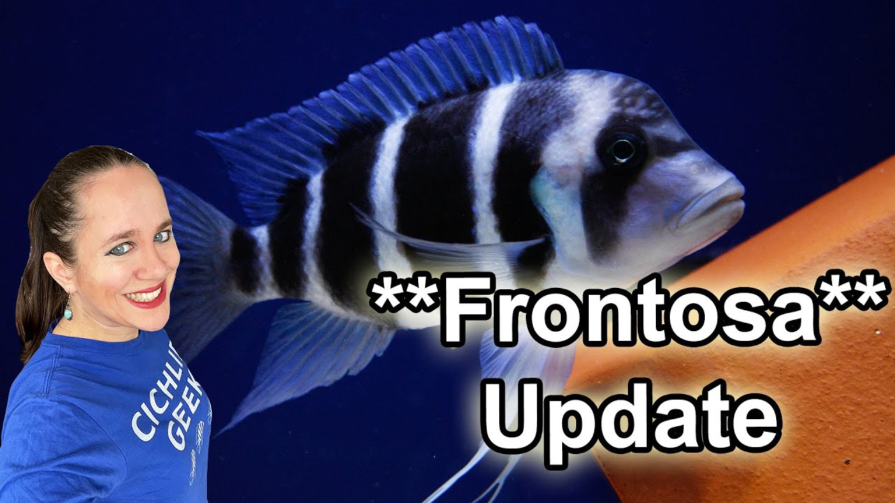 Update on my Frontosa Colony - 265 gal Tank 