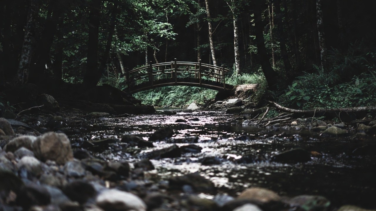 3 Hour Forest Night Ambience | 3 Hour Relaxation | Night Nature Sounds