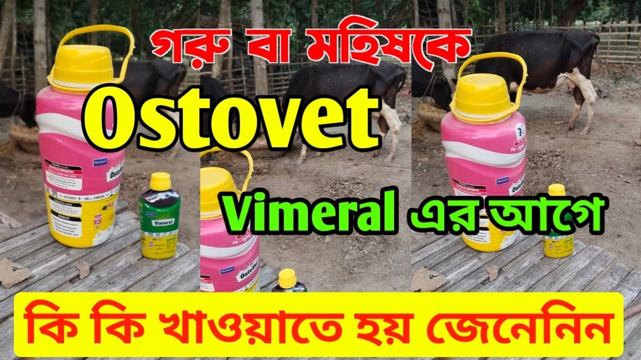 গরু মহিষ বা ছাগলকে Ostovet+Vimeral খাওয়ালে কি উপকার|Ostovet+Vimeral এর  আগে কি খাওয়াতে হয় জেনেনিন