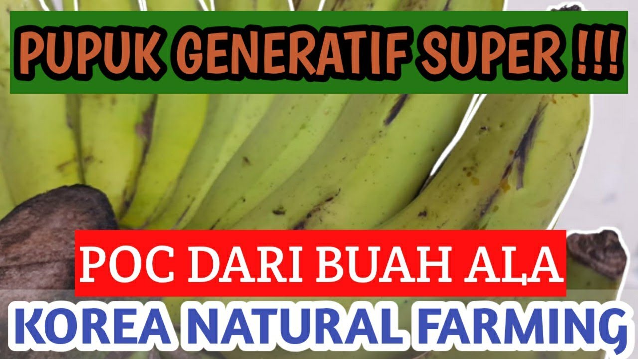 BUAT INI UNTUK FASE GENERATIF !!! POC BUAH DENGAN TEKNIK KNF(KOREA NATURAL FARMING) II FFJ KNF