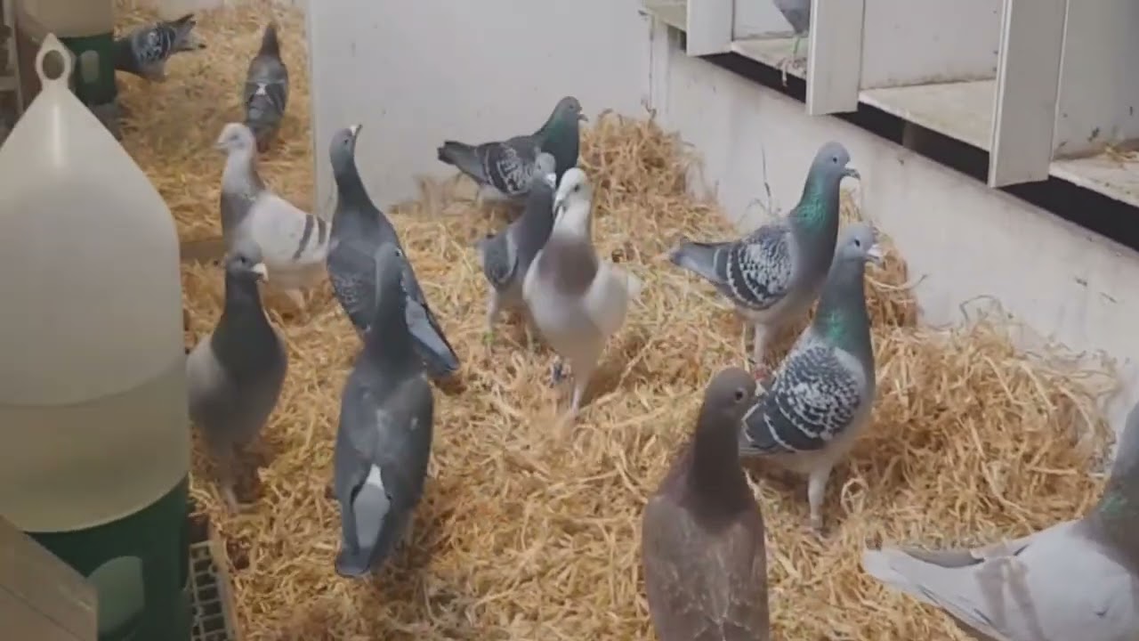 top tips on breeding racing pigeons